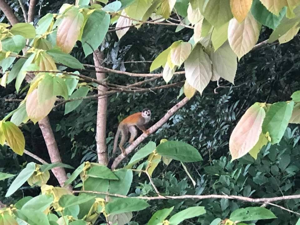 Puesta Del Sol Hotel Quepos Eksteriør billede